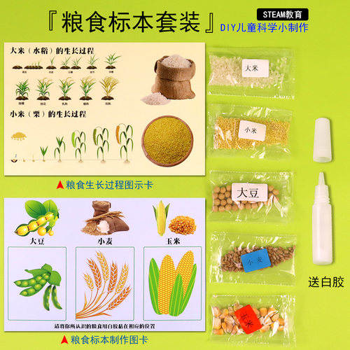 粮食标本家族植物标本小学生幼儿园DIY手工材料stem教具大米小米