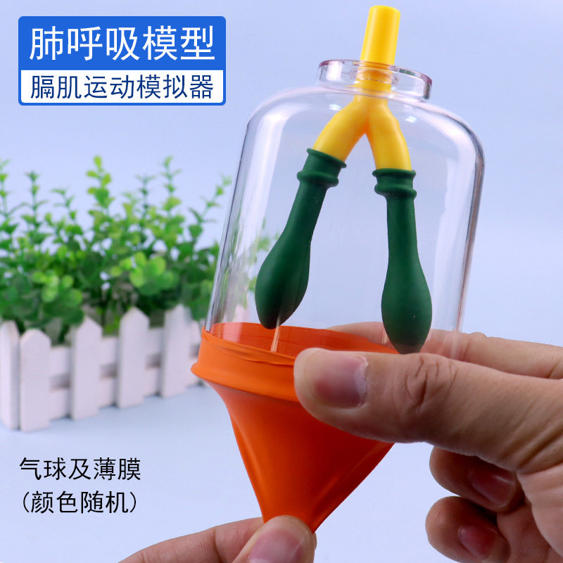 膈肌运动模拟器肺呼吸模型制作人体肺气体交换初中生物实验器材教学