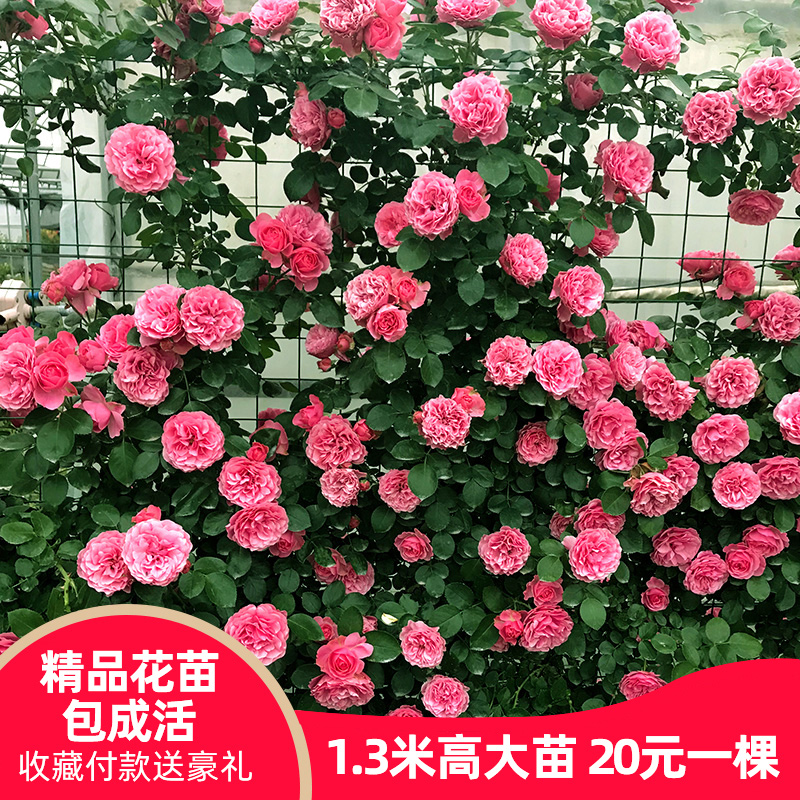 蔷薇花苗价格 蔷薇花苗图片 星期三 蔷薇花苗价格 蔷薇花苗图片 星期三