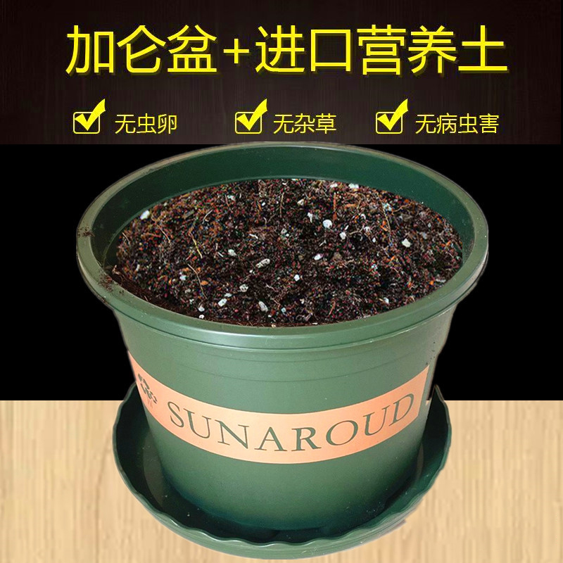 花盆加营养土带土树脂加仑盆和泥