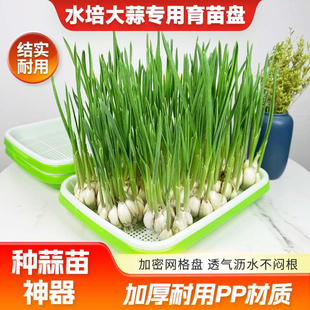蒜苗种植盆蒜黄专用育苗托盘芽苗菜豌豆苗发豆芽种蒜神器水培器皿