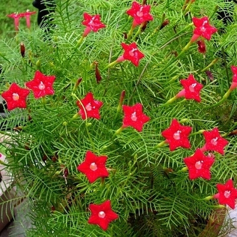 羽叶圆叶茑萝种子四庭院季易种藤攀援爬盆栽五角星花混色莺萝