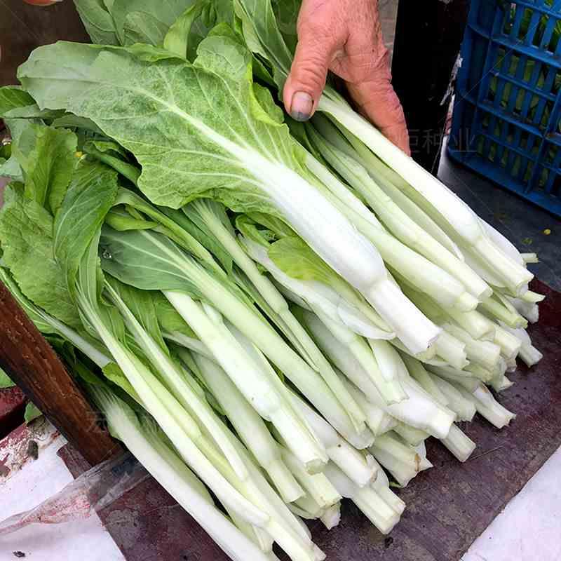 白菜苔种子菜苔种种早熟菜心籽孑白菜薹四季广东农家蔬菜种