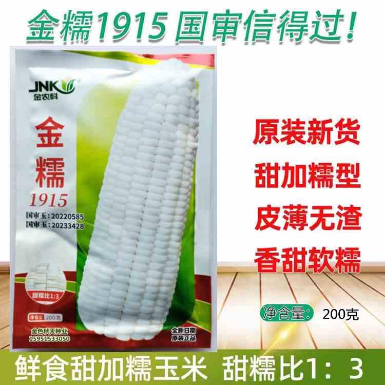 金糯1915玉米种审甜加白苞糯鲜食黏子国米种籽大田早熟抗病高产