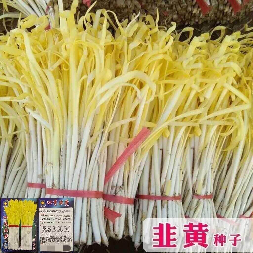 高产种子韭黄种籽韭菜金杆黄韭黄籽四季农家庭院阳台盆栽蔬菜种子