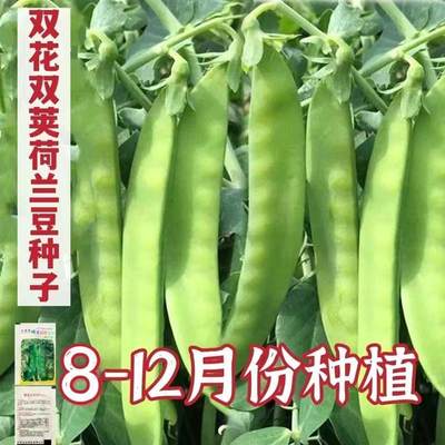 甜脆荷兰豆种子菜豌农家夹双豆双花高产耐寒自种秋冬季豆角菜种子