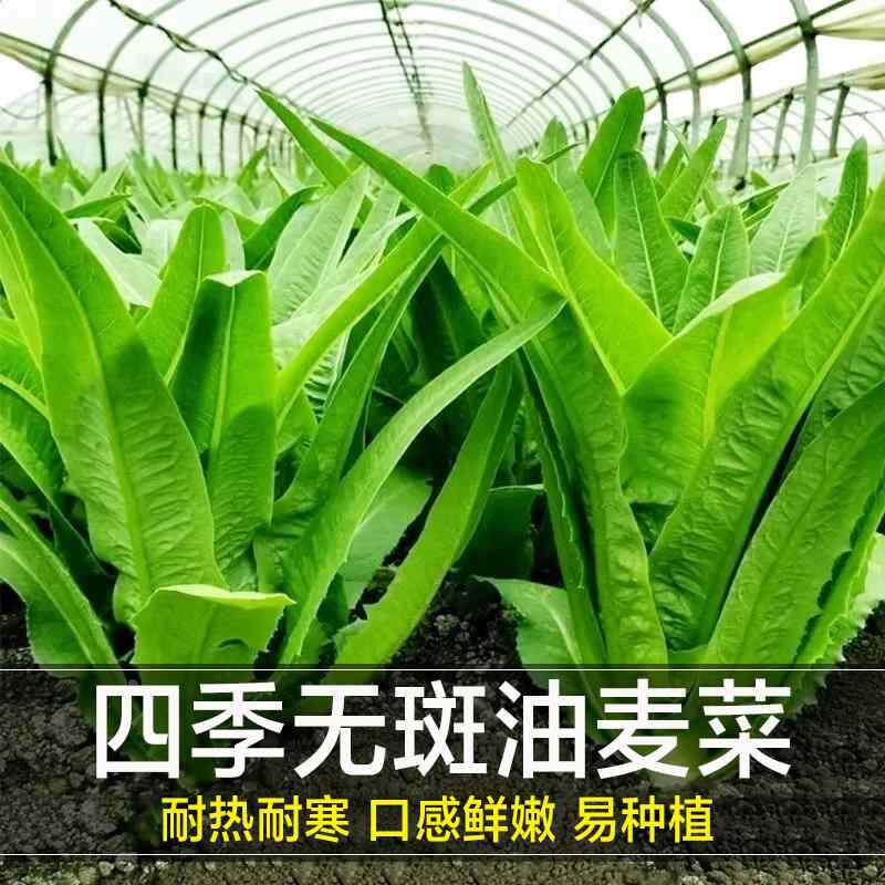 菜籽种籽耐寒四种油麦油麦菜无斑季耐热莴笋叶阳台蔬莱疏菜种子孑
