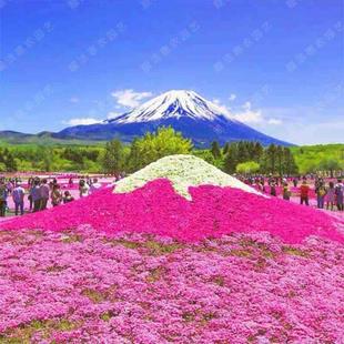 四季【福禄考种子】宿根耐花卉多年生芝樱花寒耐旱丛生植物花卉种