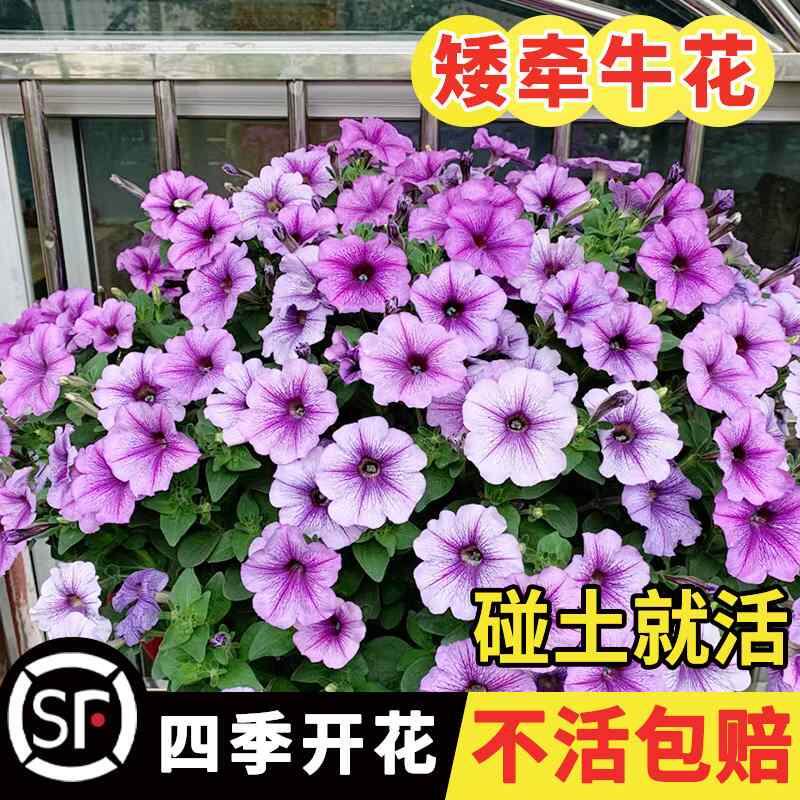 矮牵牛垂吊花牵牛花阳台种子种子种易活盆栽花卉庭院花籽种籽