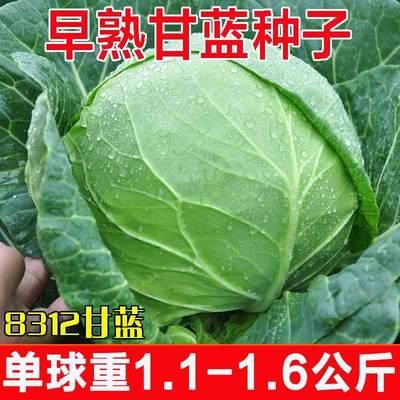 杂交8132甘蓝种子秋季菜籽春季包心甘兰菜卷心菜洋白菜大头菜种孑