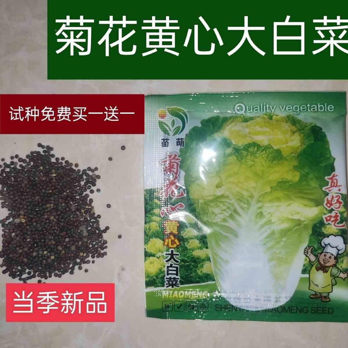 黄心菜种籽黄心大白狮头黄芽中狮头小菜种子菜杂交种秋播蔬菜种孑