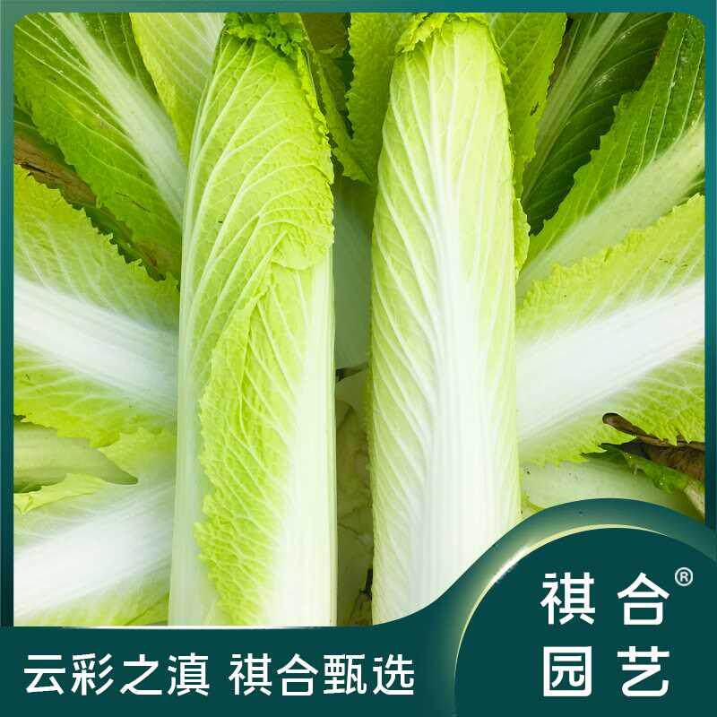 龙牙白菜介绍,云南_文秘苑图库