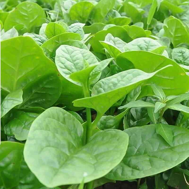 原装种子春播大叶阳台种子木耳菜盆栽四季蔬菜种子绿色菜籽种子