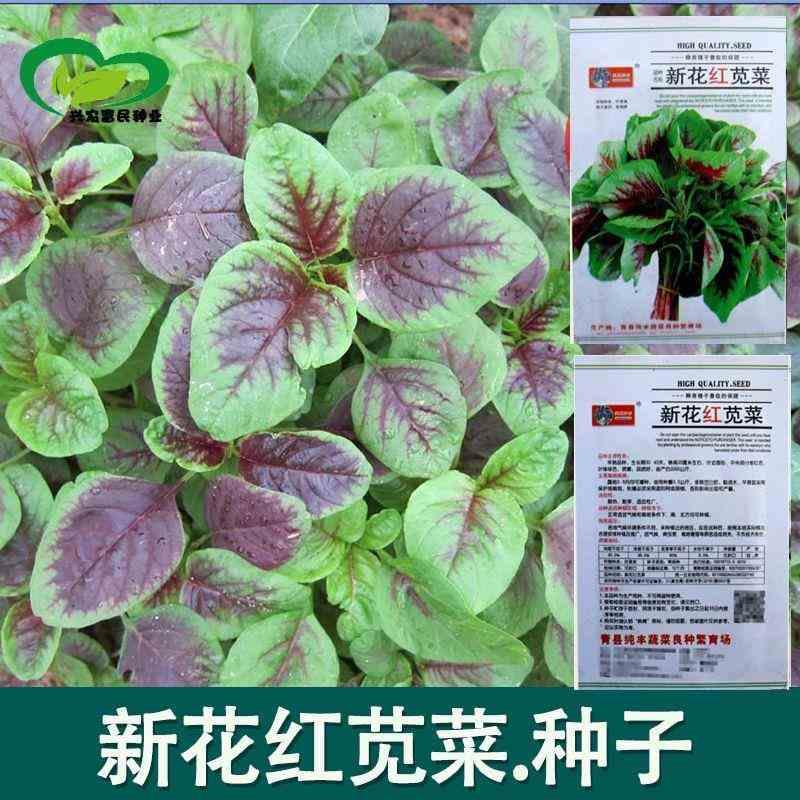 红苋菜种子红圆叶汉一年四季菜大叶汗菜高产阳台耐热易种蔬菜种子