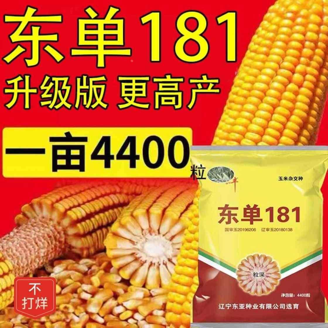 发货【小时48玉米181东单】种子国审高产红轴矮杆大棒王抗病抗旱