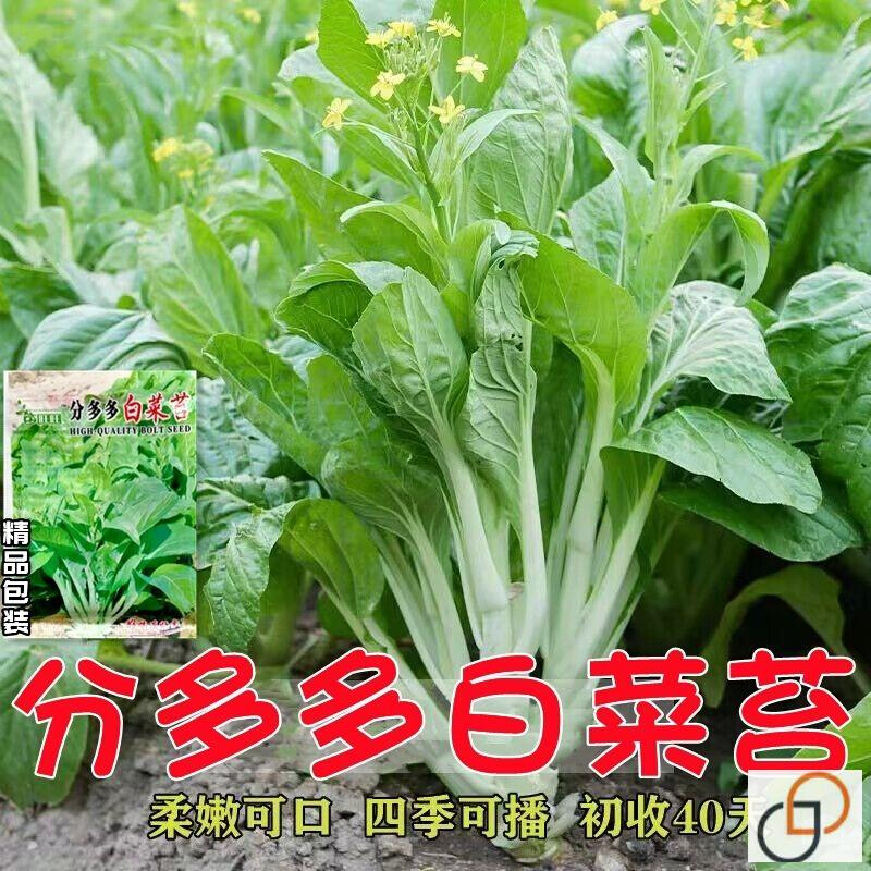 分多多白菜苔种籽白菜心种子香甜白菜苔菜种阳台庭院蔬菜四季种植