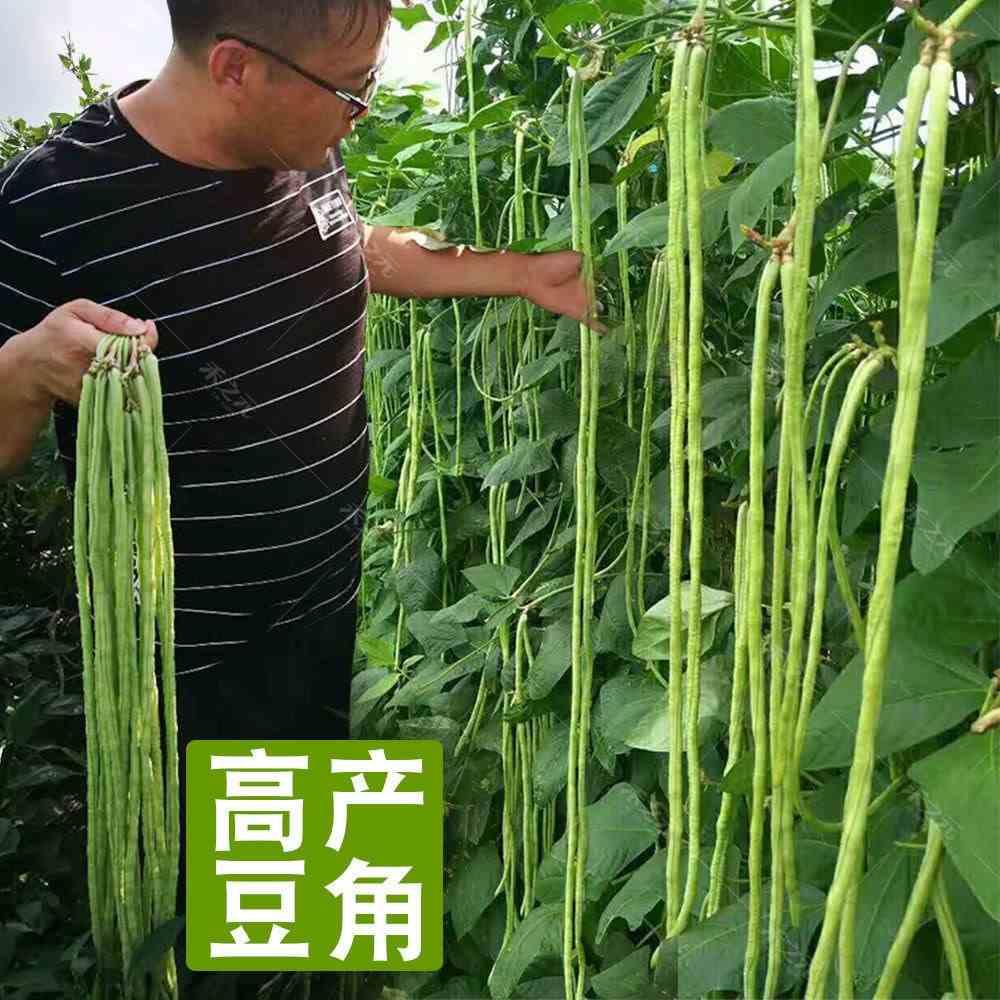 春庭院种蔬菜豆枝长豇干豆秋易米特长1种子梅特角中早熟达.2高产