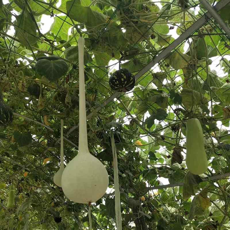油锤精品观赏种子孑大锤葫芦长柄摆件挂件结琯扣打扣细长种籽春季