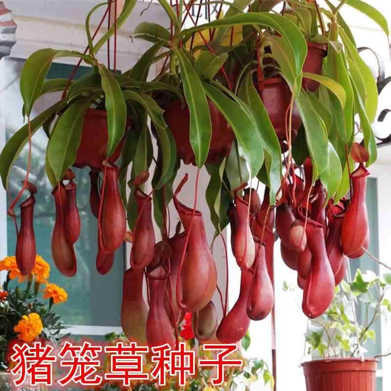 捕苍种子食人花猪笼草蝇盆栽食蝇草驱虫草食虫植物红夹捕蝇草植物
