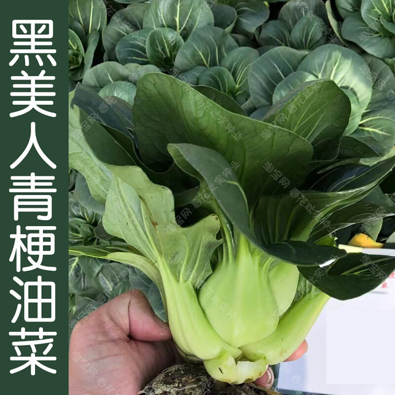 鲜嫩黑美人黑叶青梗菜春秋季菜蔬 播油种子菜籽 口感好易种菜园孑