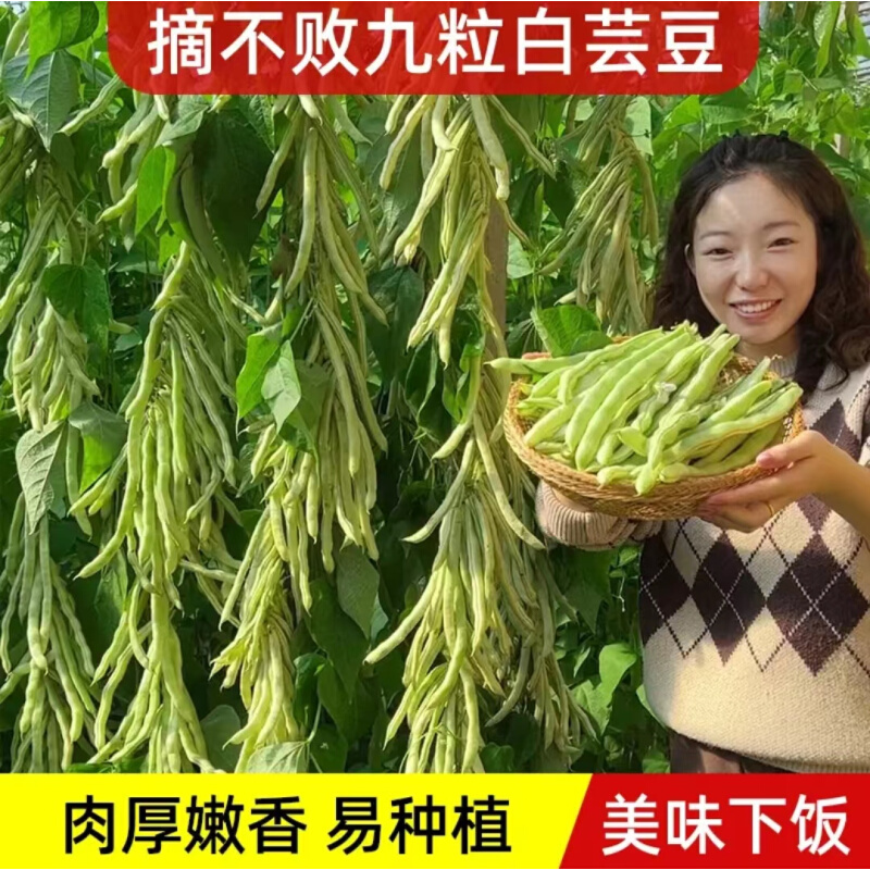 摘不败九粒白芸豆种扁豆老来少子山东四季豆高产蔬菜豆角种籽