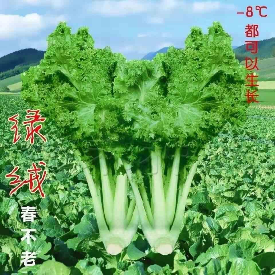 好吃真抗寒蔬菜种子绿绒春不老菜籽花叶苔菜农家庭院菜园种植菜籽