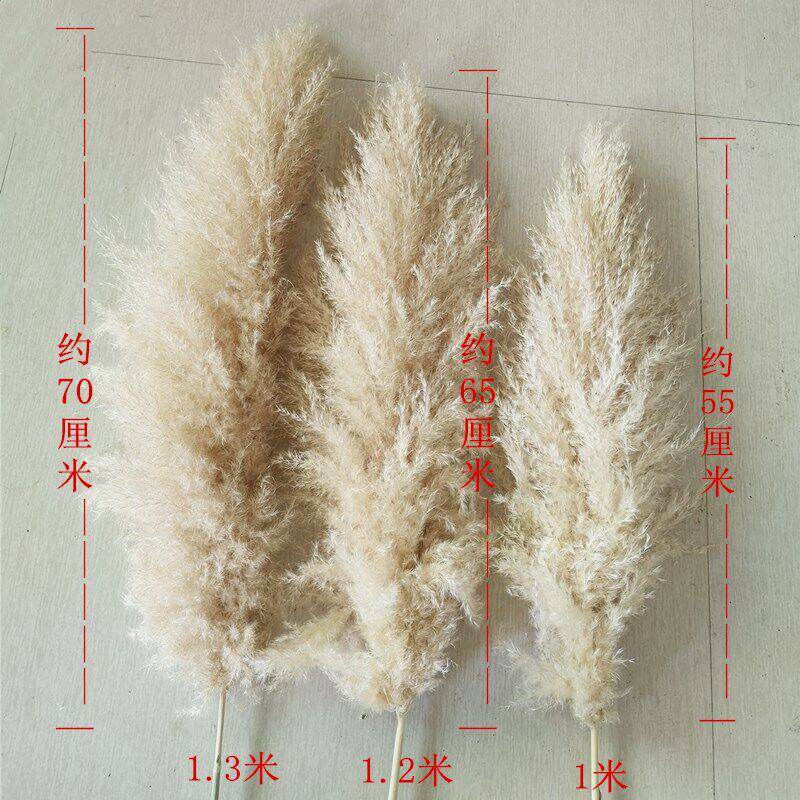 网红大芦苇干花原色蒲苇超大蓬松婚庆摄影进口粉色客厅落地装饰花