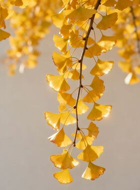 银杏叶干花真花秋天黄叶真树叶银杏树叶铺地造景拍摄辅助橱窗装饰