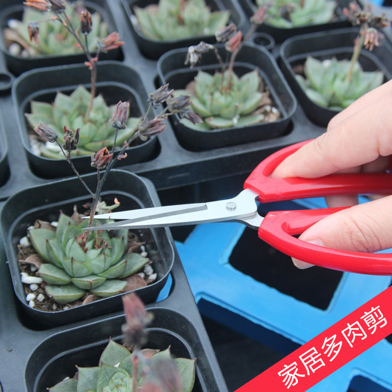 家居剪刀花果剪修枝剪不锈钢锋利多肉剪刀家用嫩枝剪针线工具刺绣
