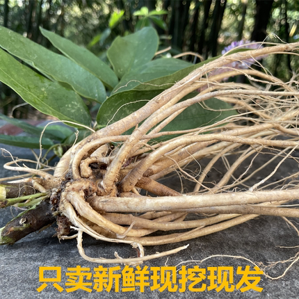 新鲜现挖虎尾轮土楼石参根福建野生狗尾狐客家煲汤料新鲜500g梅