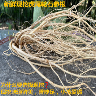虎尾轮新鲜现挖现发福建石参根虎尾轮石参酒楼煲汤料500g包邮客家