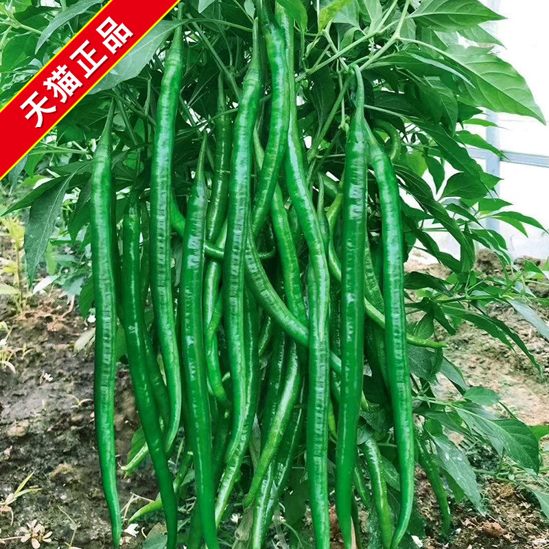 早生瓠瓜种子肉瓜短浦种籽葫芦瓜瓢瓜耐热春秋季高产四季蔬菜种孑_虎窝淘