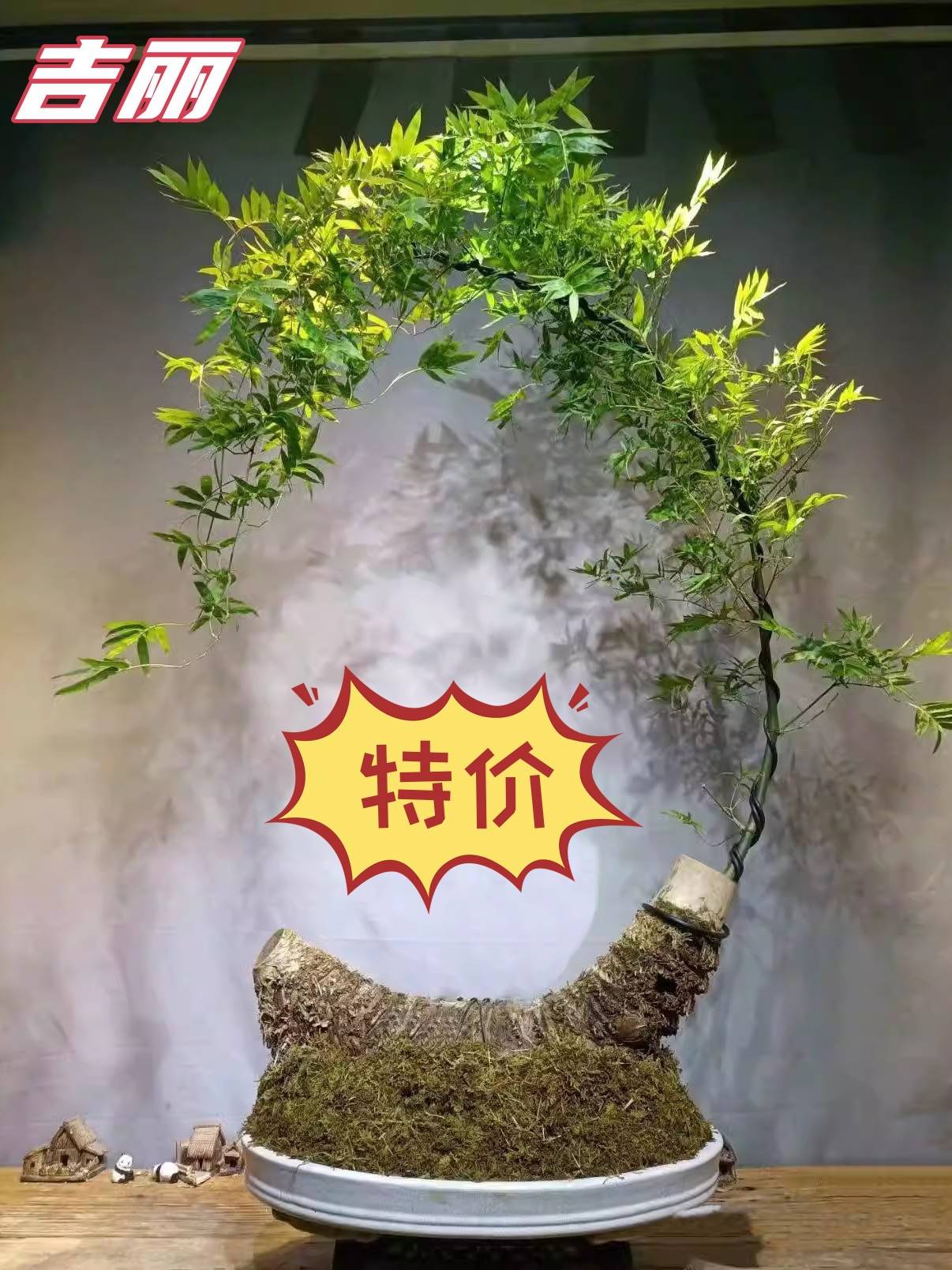 禅意小叶簕竹 簕竹老桩盆景 室内外好养矮竹盆栽 桌面绿植摆件