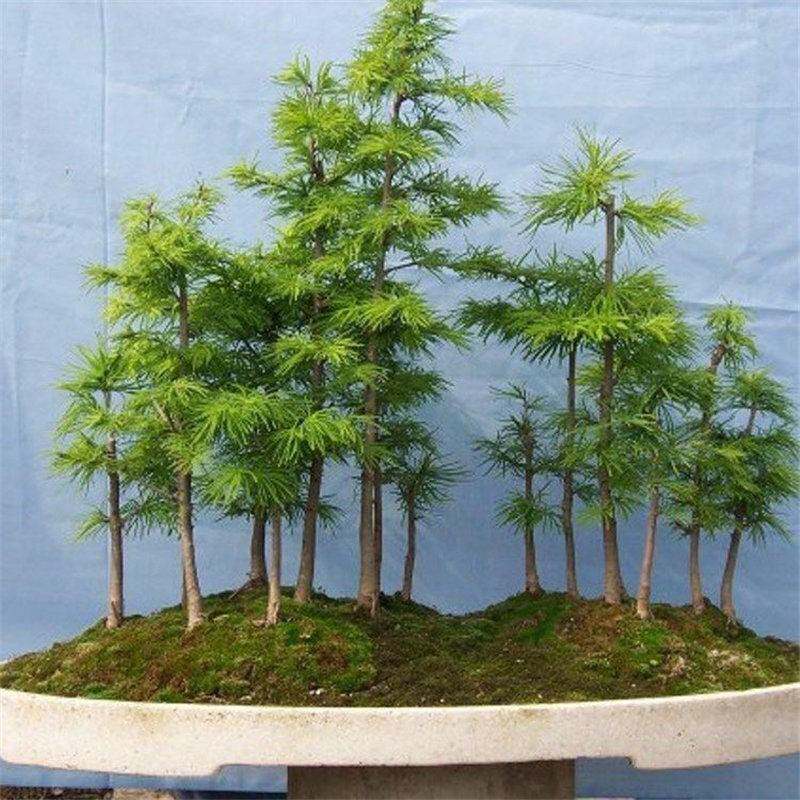 水杉树苗 水杉小苗 仿金钱松 高档组栽盆景材料小树桩