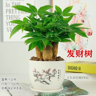 发财树盆栽室内客厅桌面小盆景办公室四季 绿植花卉吸甲醛好养植物