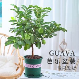 C3akh 9lnykwcm C3akh 9lnykwcm