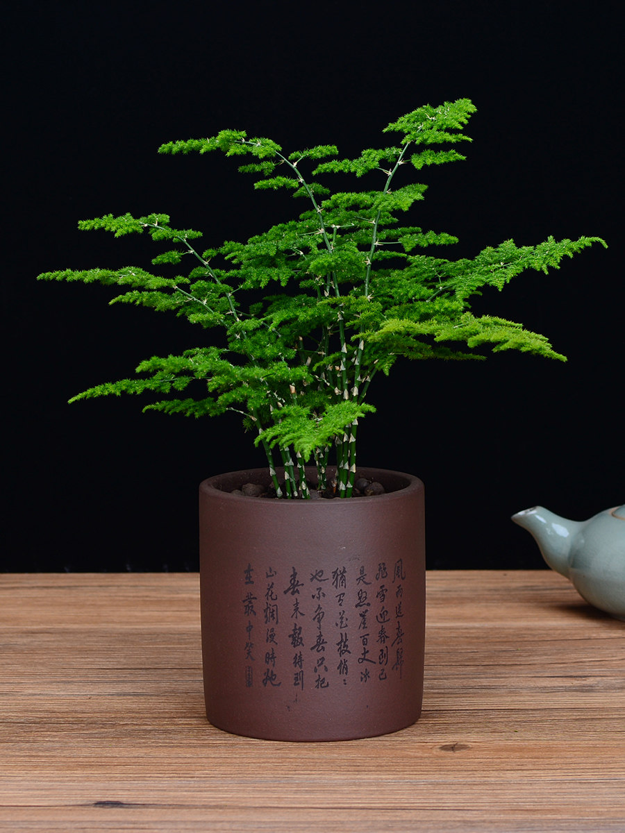 云竹紫砂盆景唐山云竹矮文竹办公室内矮生文竹盆栽桌面绿植客厅.