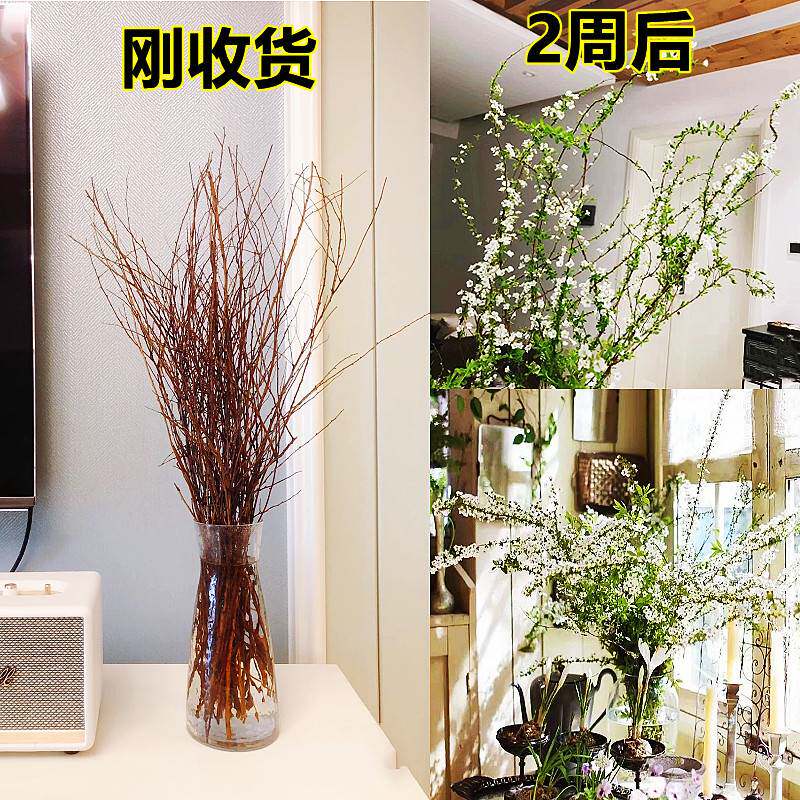 雪柳鲜枝干枝支重瓣盆栽插花水培养植物室内好养活绿植遇水开花卉_虎窝淘