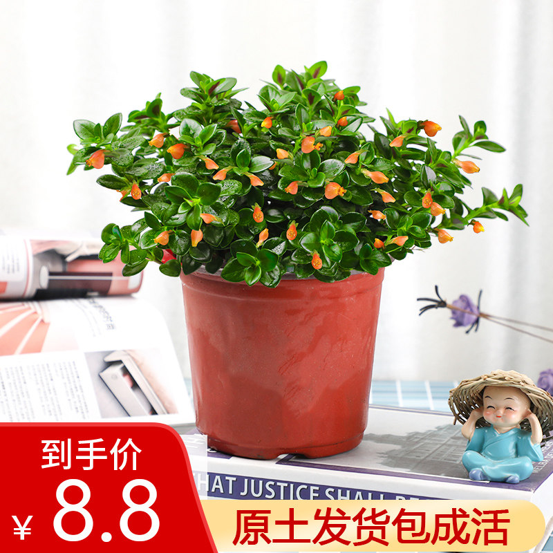 金鱼花吊兰盆栽植物室内四季开花不断办公室绿植金鱼吊兰好养花卉
