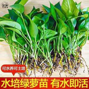 绿萝盆栽室内植物新房家用吸除甲醛净化空气水培绿植花卉长藤绿萝