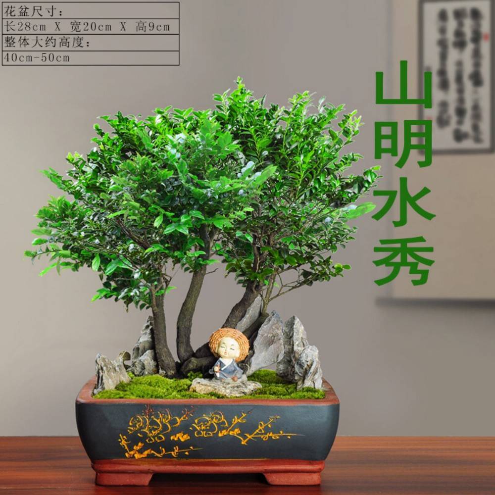 小叶紫檀盆景绿植盆栽室内办公室桌面花卉树苗植物老桩四季好养活