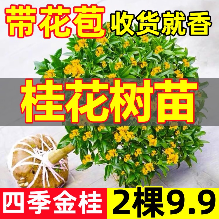 桂花树苗四季桂盆栽大树丹桂金桂庭院浓香型花卉植物室内绿植开花