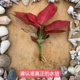 Руйя королева крытая гидропоновая красная горшечная растение