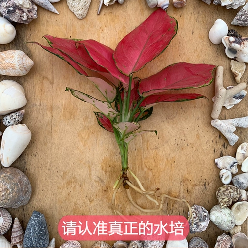 Руйя королева крытая гидропоновая красная горшечная растение