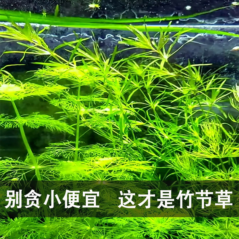 竹节草水带根印度小新手生植物培