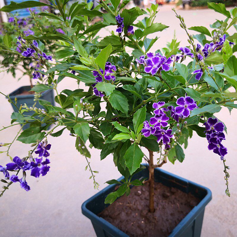 金露花盆栽浓香连翘花蕾丝巧克力花庭院花卉四季开花带花苞香水.