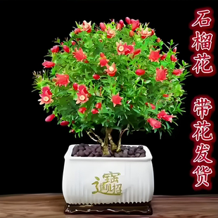 石榴花盆栽观赏果树苗带果可食用绿植物室内阳台花卉四季 好养盆景