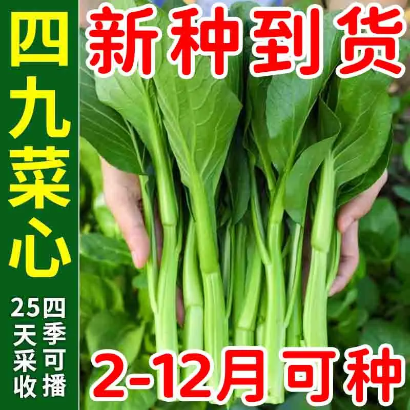广东四九菜心种子红菜苔孑白菜苔四季蔬菜种籽苗秧增城迟青菜大全
