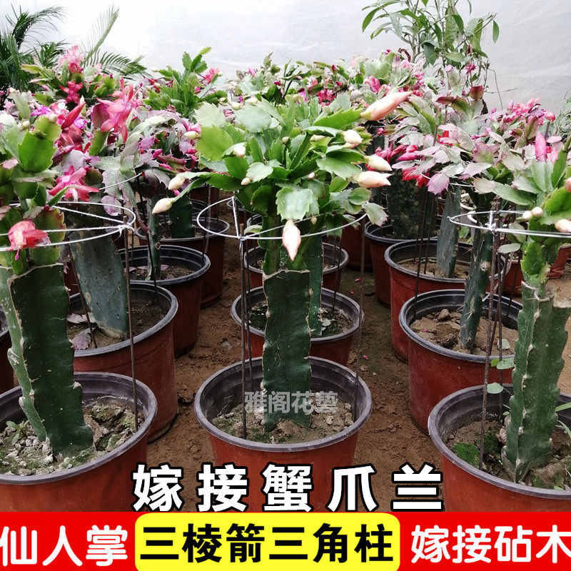 嫁接砧木 三角柱三棱箭可以嫁接蟹爪兰的仙人掌植物砧木龙骨盆栽.