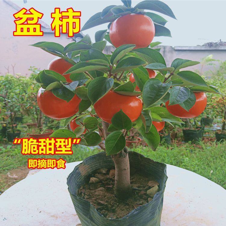 脆甜柿子树苗盆栽带盆带土矮化柿子树无需脱涩南北方种植果树苗